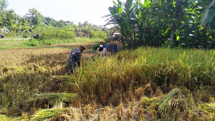 Dorong Kedaulatan Pangan, Satgas TMMD 110 Kodim Bojonegoro Bantu Panen Padi
